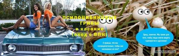 шишки Абаза